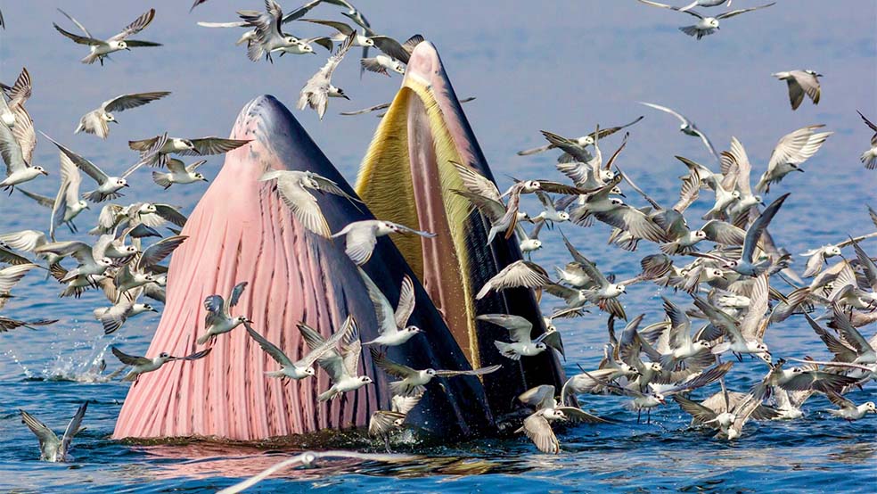 استیبل کوین